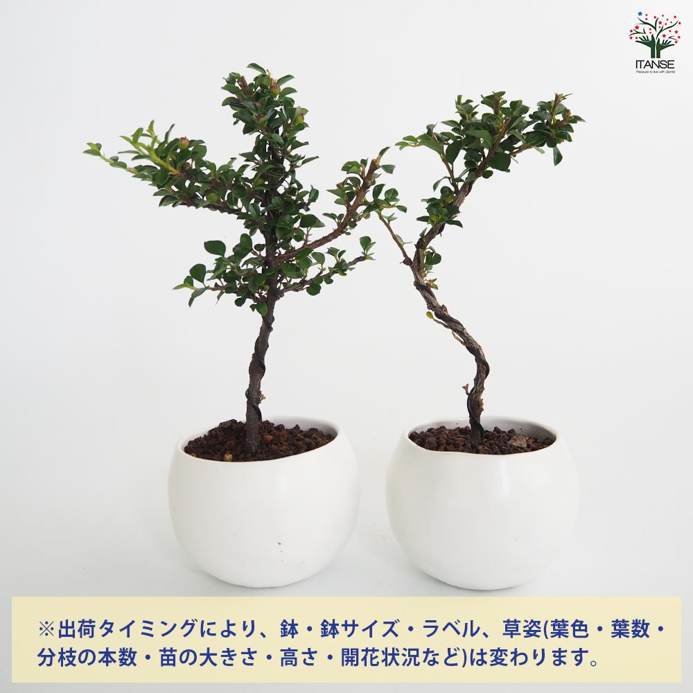 盆栽鉢　　　中国鉢　　　早い者勝ち 3466_1.jpg?v=1700718140&width=1946