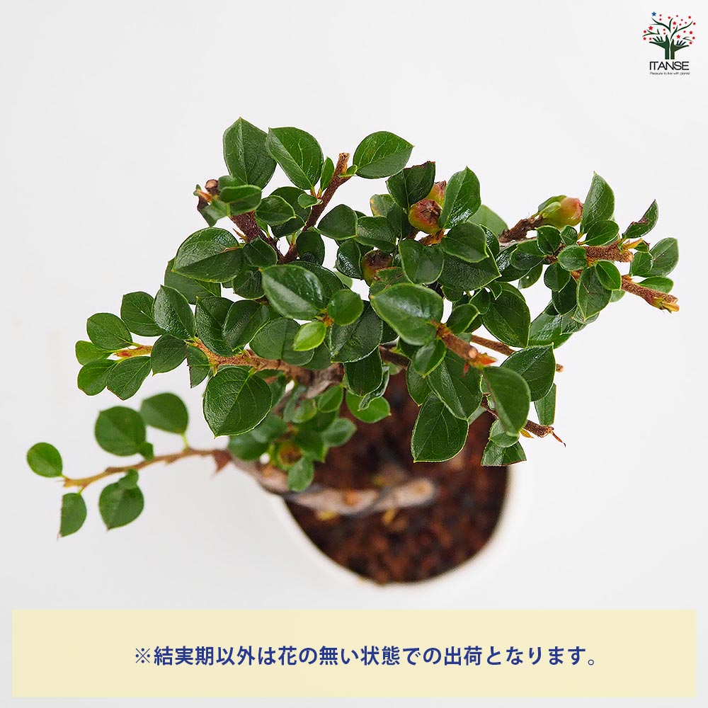 紅シタン 球体鉢(受皿付) 【盆栽 3.5号／1個売り】｜ 【植物の