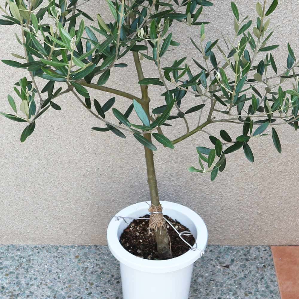 オリーブの苗木 品種：ミッション【果樹の苗木 7号鉢／1個売り】