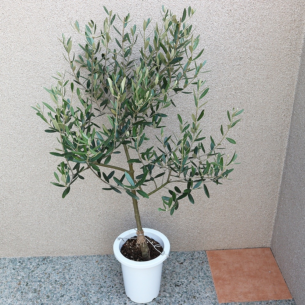 オリーブの苗木 品種：ミッション【果樹の苗木 7号鉢／1個売り】