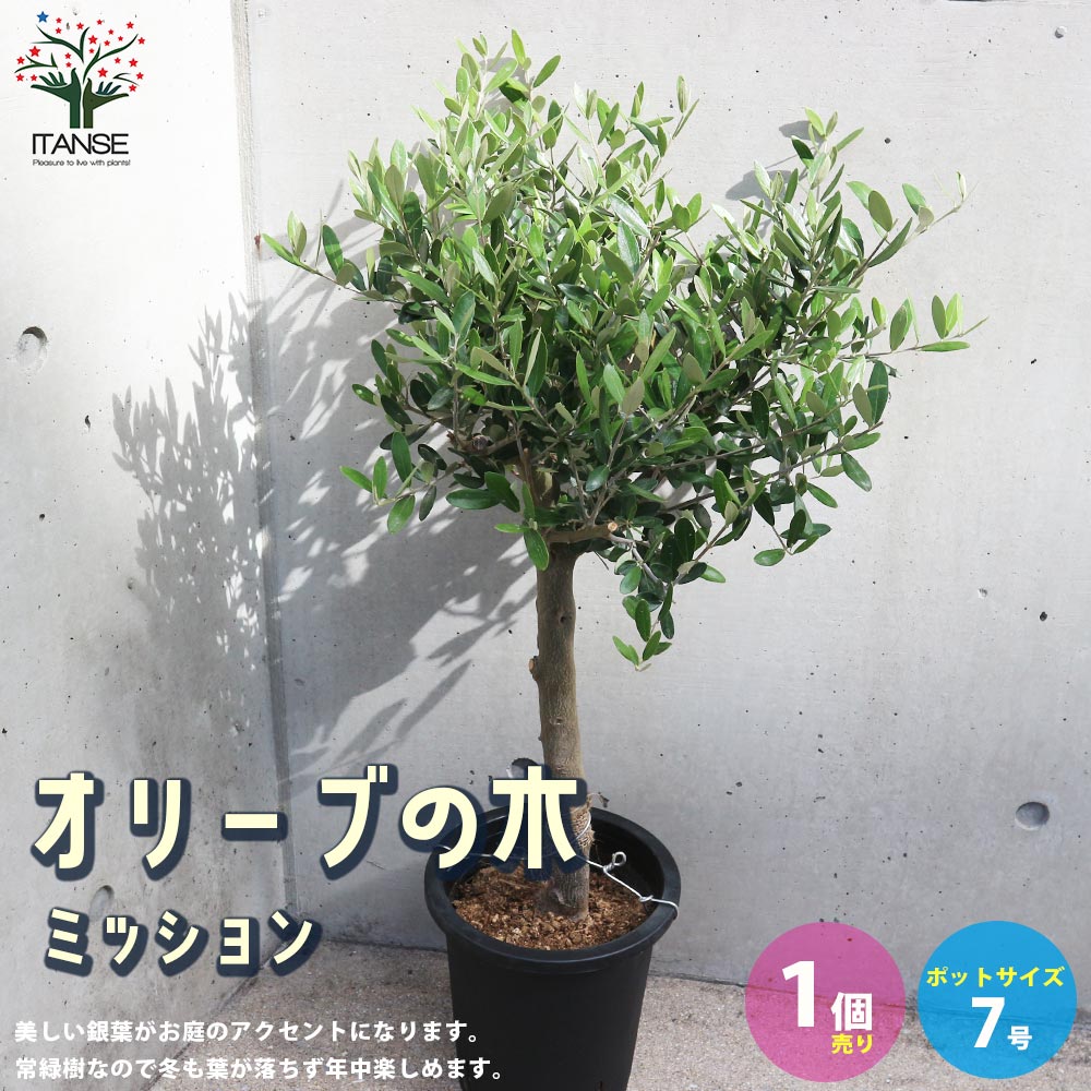 オリーブの苗木 品種：ミッション【果樹の苗木 7号鉢／1個売り】