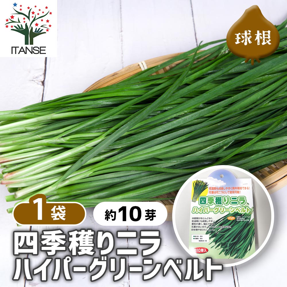 四季穫りニラ ハイパーグリーンベルト 【野菜球根 約10芽/1個売り】