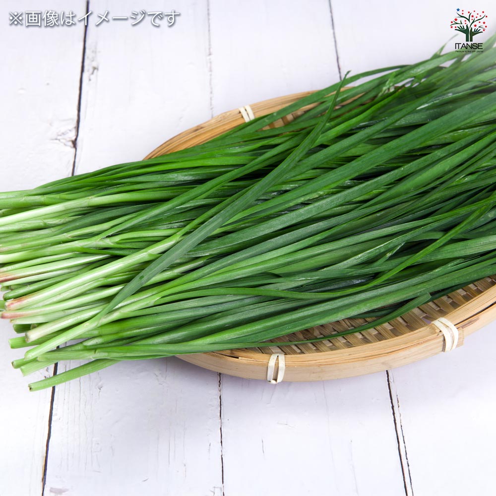 四季穫りニラ ハイパーグリーンベルト 【野菜球根 約10芽/1個売り】