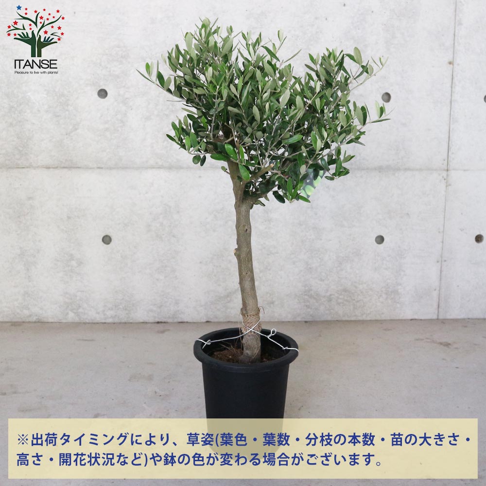 オリーブの木　ミッション　7号　約110cm　NO.560　人気品種　一点物 オリーブの木 ミッション 7号 約110cm NO.560 人気品種 一点物