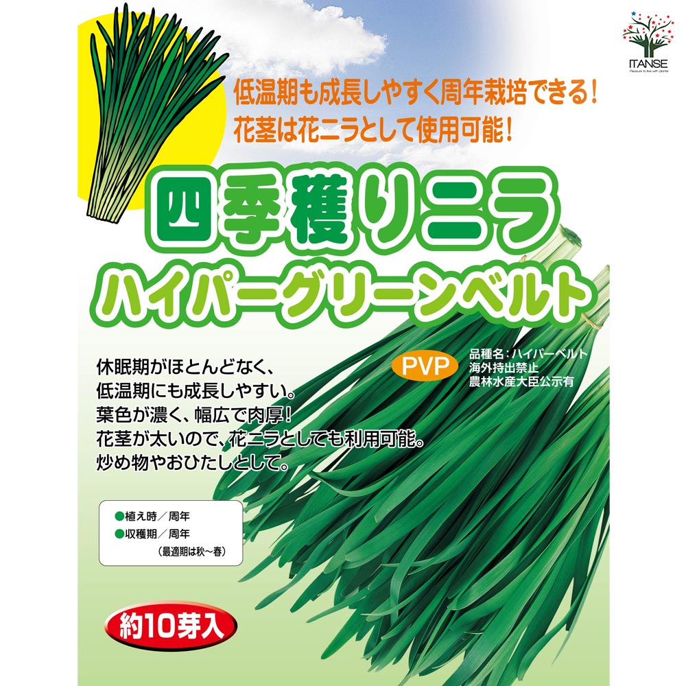 四季穫りニラ ハイパーグリーンベルト 【野菜球根 約10芽/1個売り】
