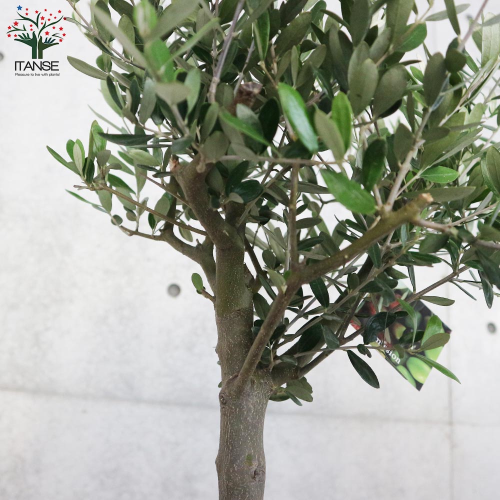 オリーブの苗木 品種：ミッション【果樹の苗木 7号鉢／1個売り】