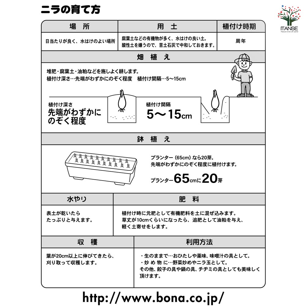 四季穫りニラ ハイパーグリーンベルト 【野菜球根 約10芽/1個売り】
