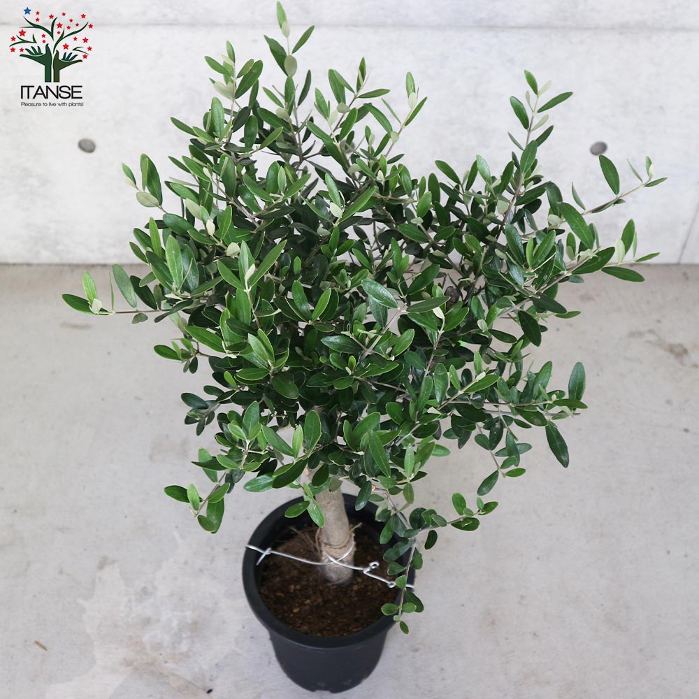 オリーブの苗木 品種：ミッション【果樹の苗木 7号鉢／1個売り】