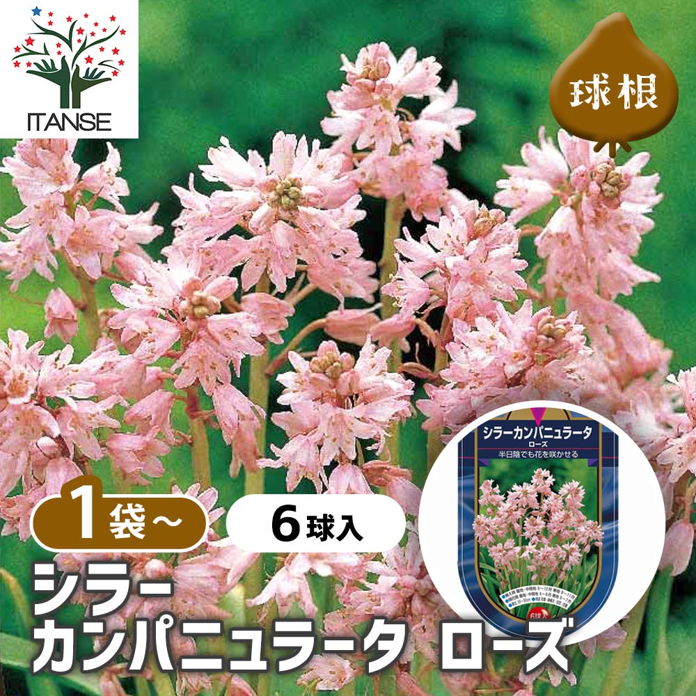 球根 シラー カンパニュラータ ローズ 【花球根 6球】
