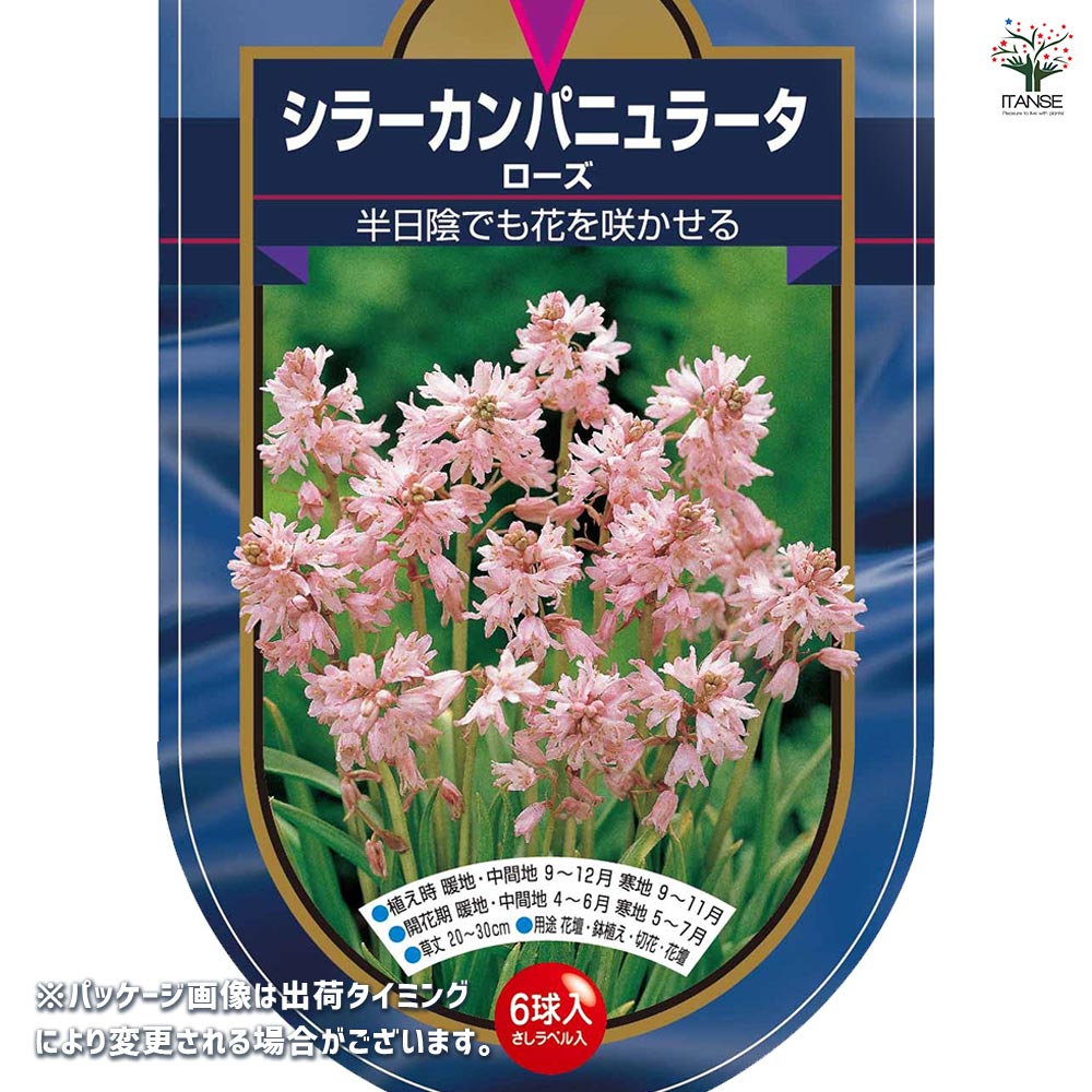 球根 シラー カンパニュラータ ローズ 【花球根 6球】