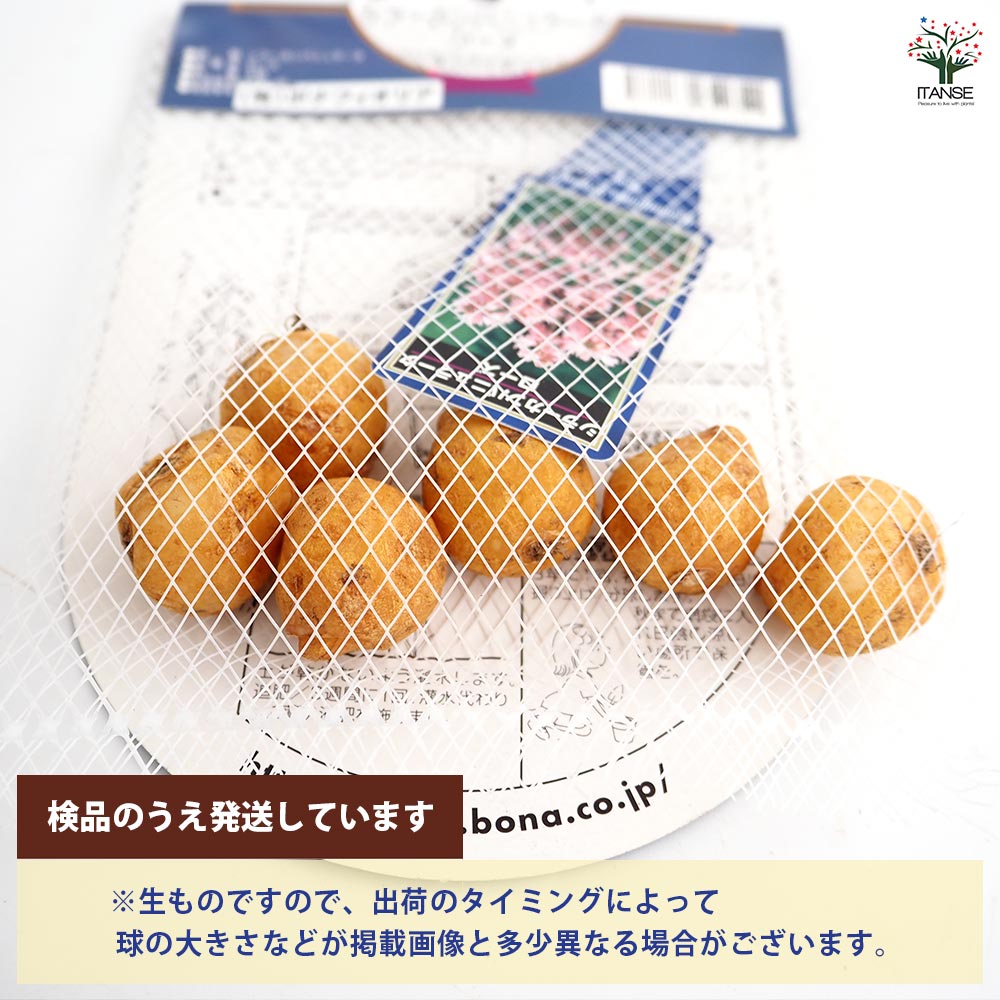 球根 シラー カンパニュラータ ローズ 【花球根 6球】