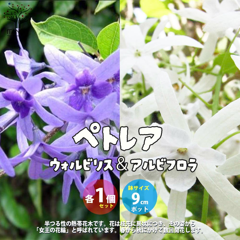 ペトレア・ヴォルビリス&アルビフロラ【花苗9cmポット苗／2品種