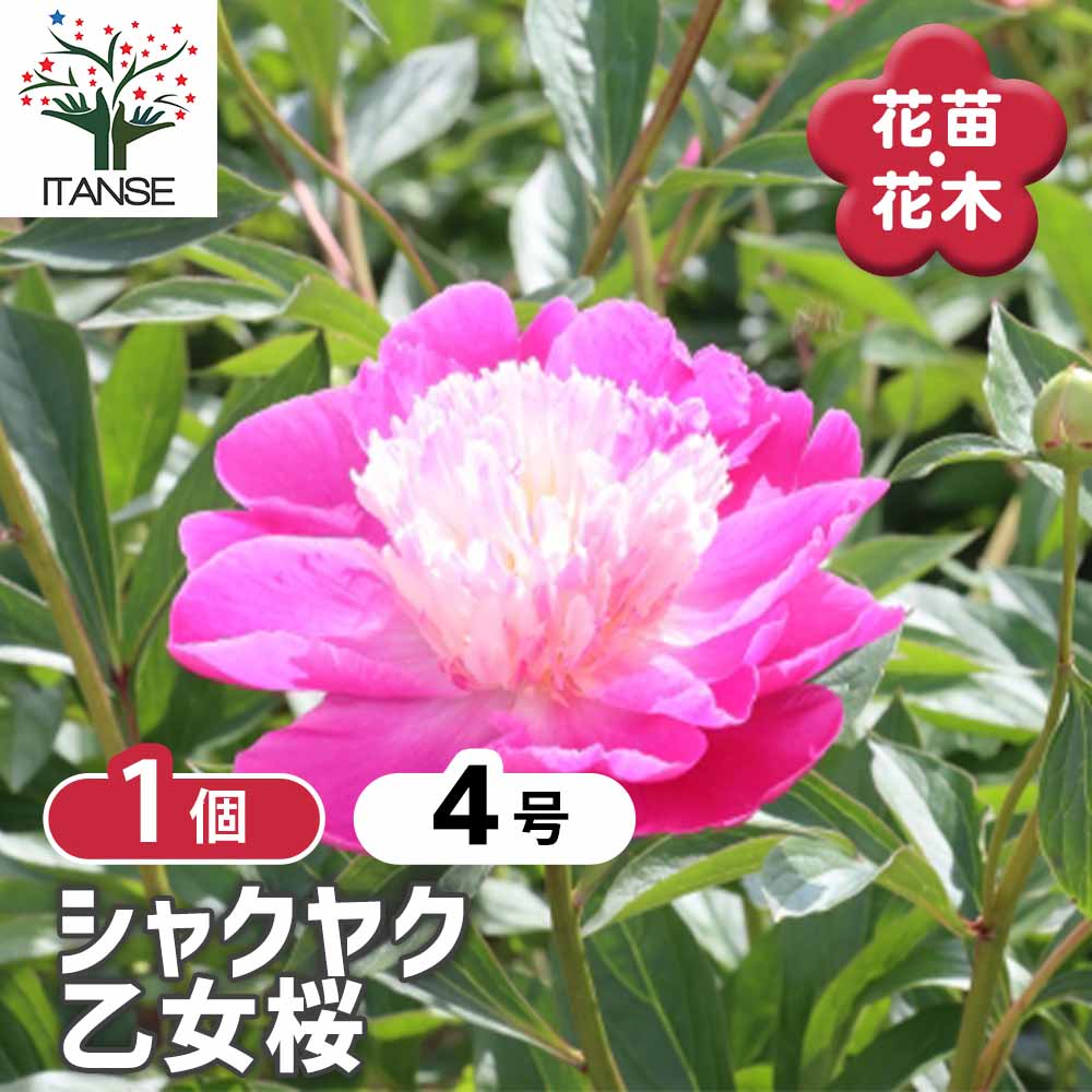 シャクヤク 乙女桜 【花木苗 4号／1個売り】｜ 【植物のITANSE