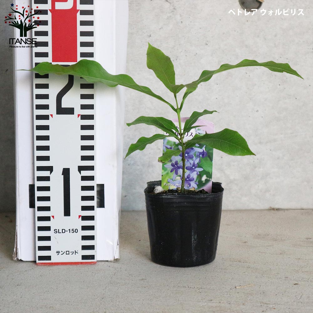 Itanse良品ｾﾚｸﾄ通販