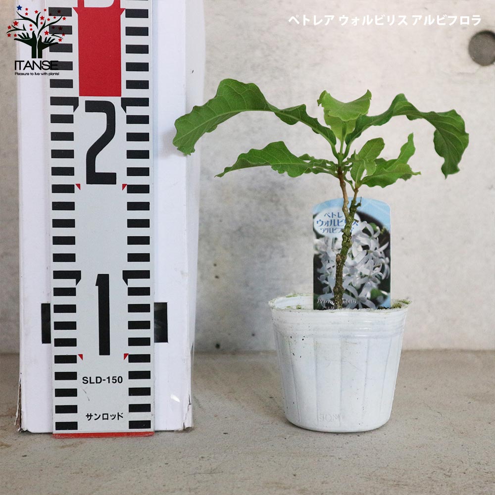 ペトレア・ヴォルビリス&アルビフロラ【花苗9cmポット苗／2品種各1個