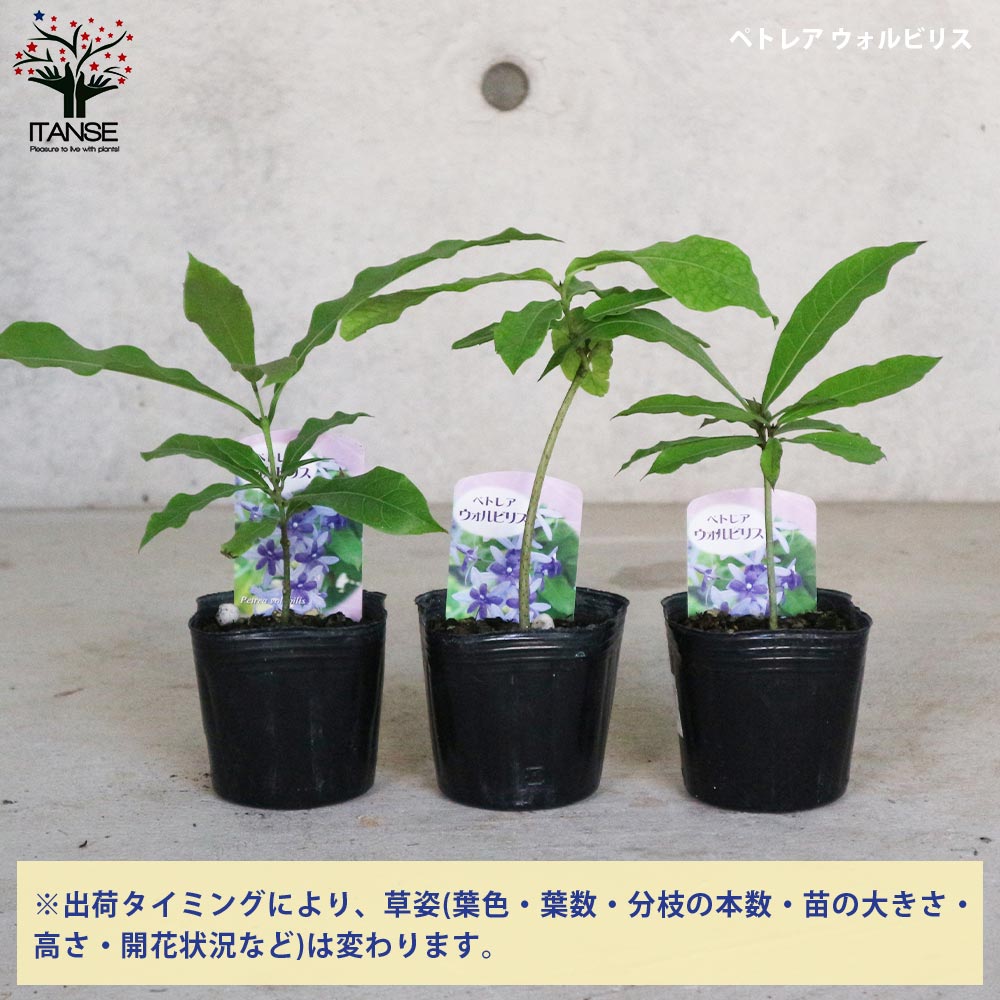 ペトレア・ヴォルビリス&アルビフロラ【花苗9cmポット苗／2品種各1個