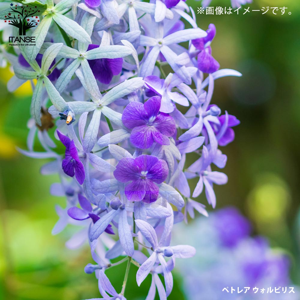ペトレア・ヴォルビリス&アルビフロラ【花苗9cmポット苗／2品種各1個
