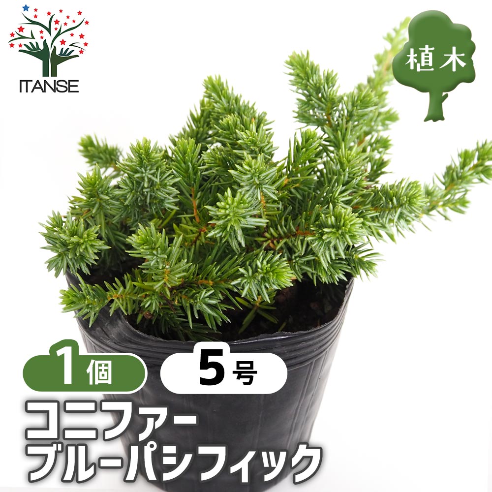 コニファー ブルーパシフィック 【庭木 5号／1個売り】｜ 【植物の