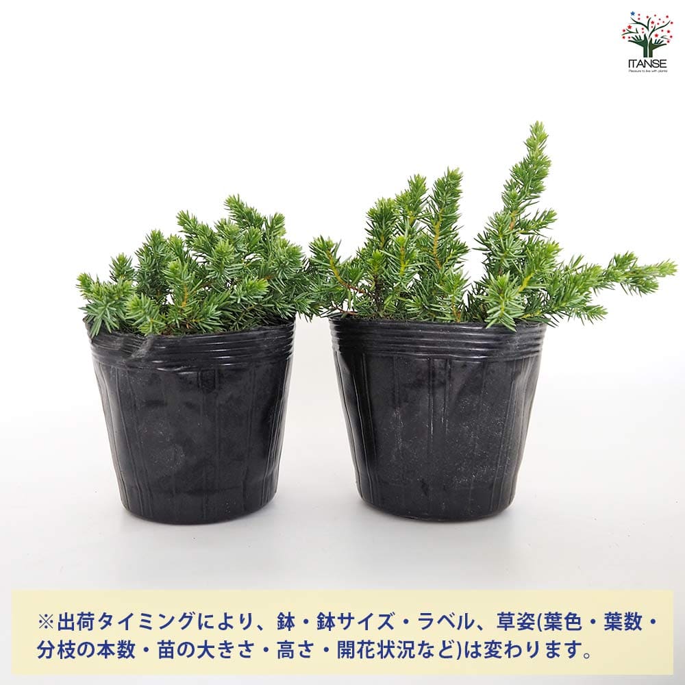 コニファー ブルーパシフィック 【庭木 5号／1個売り】｜ 【植物の