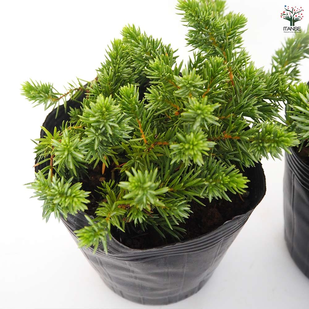 コニファー ブルーパシフィック 【庭木 5号／1個売り】｜ 【植物の