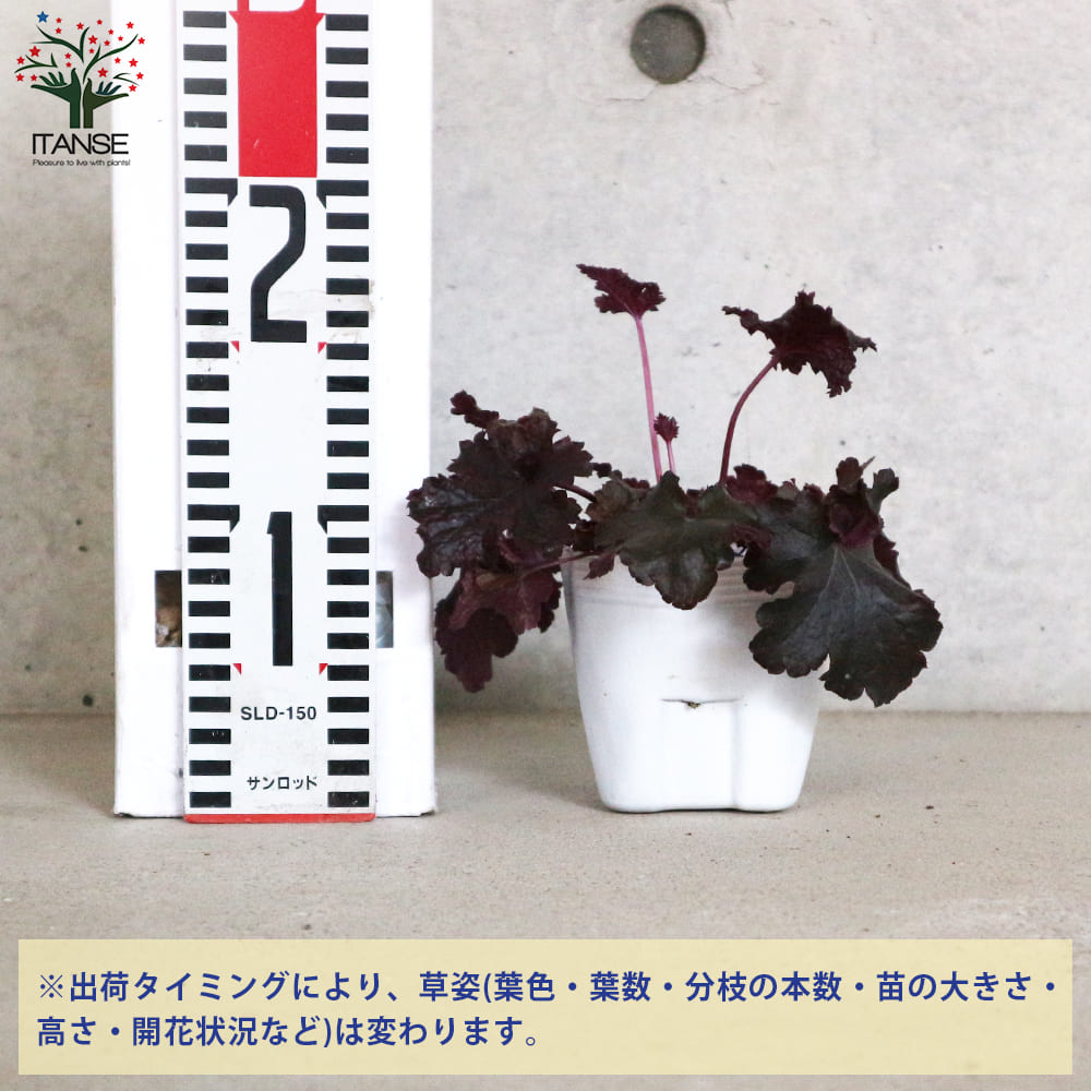 ヒューケラ 4種セット 【花苗 3.5号／各1個合計4個】｜ 【植物の