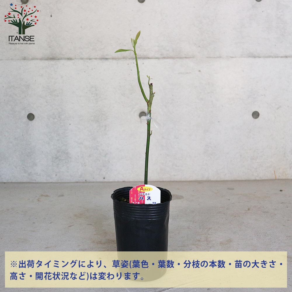 アボカド苗木 大株 果樹 鉢ごと発送 アボカド苗木 大株 果樹 鉢ごと発送