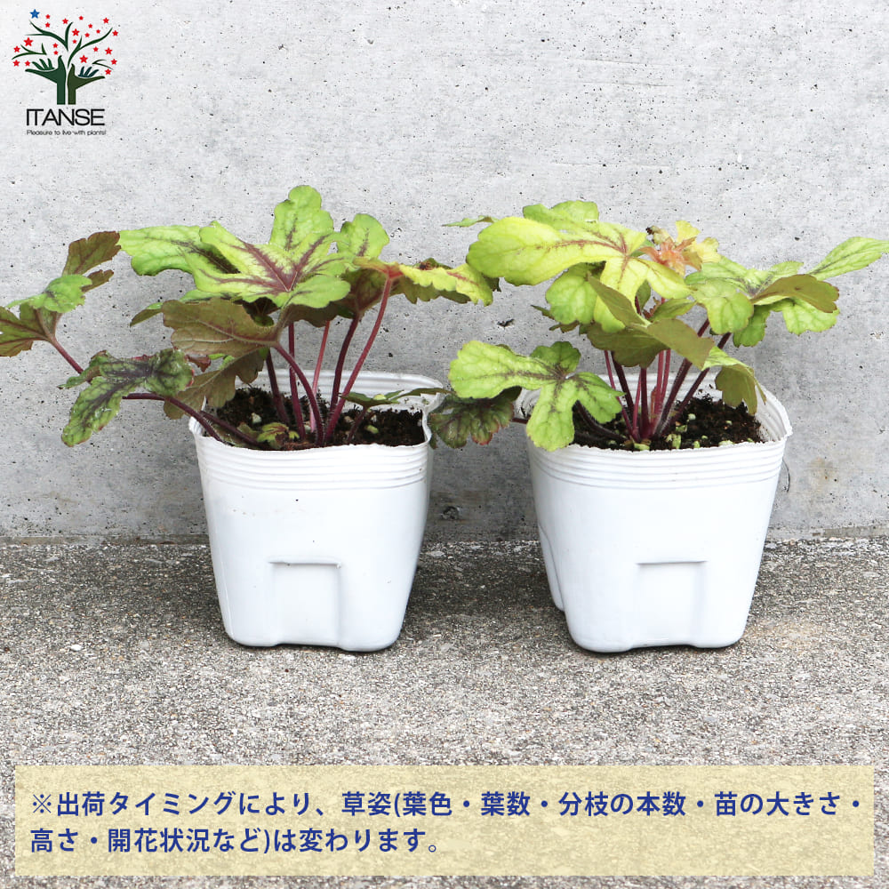 ヒューケラ 4種セット 【花苗 3.5号／各1個合計4個】｜ 【植物の