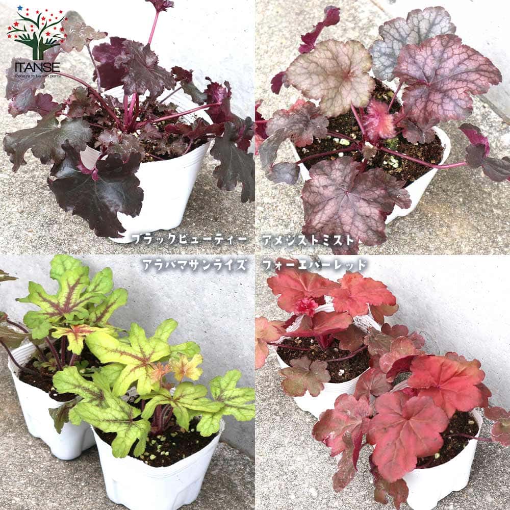 ヒューケラ 4種セット 【花苗 3.5号／各1個合計4個】｜ 【植物の