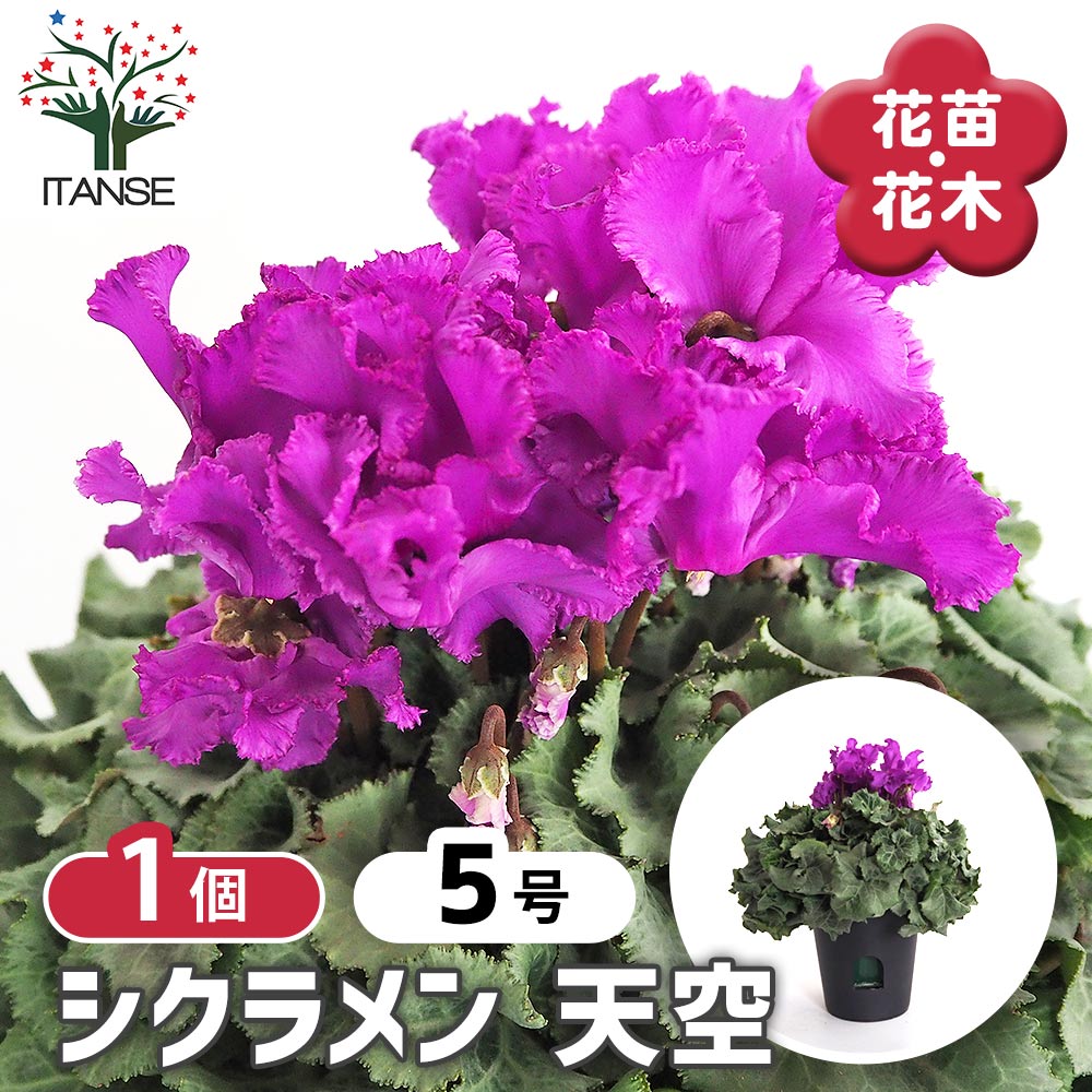 シクラメン 天空 【花苗 5号／1個売り】｜ 【植物のITANSE】全品