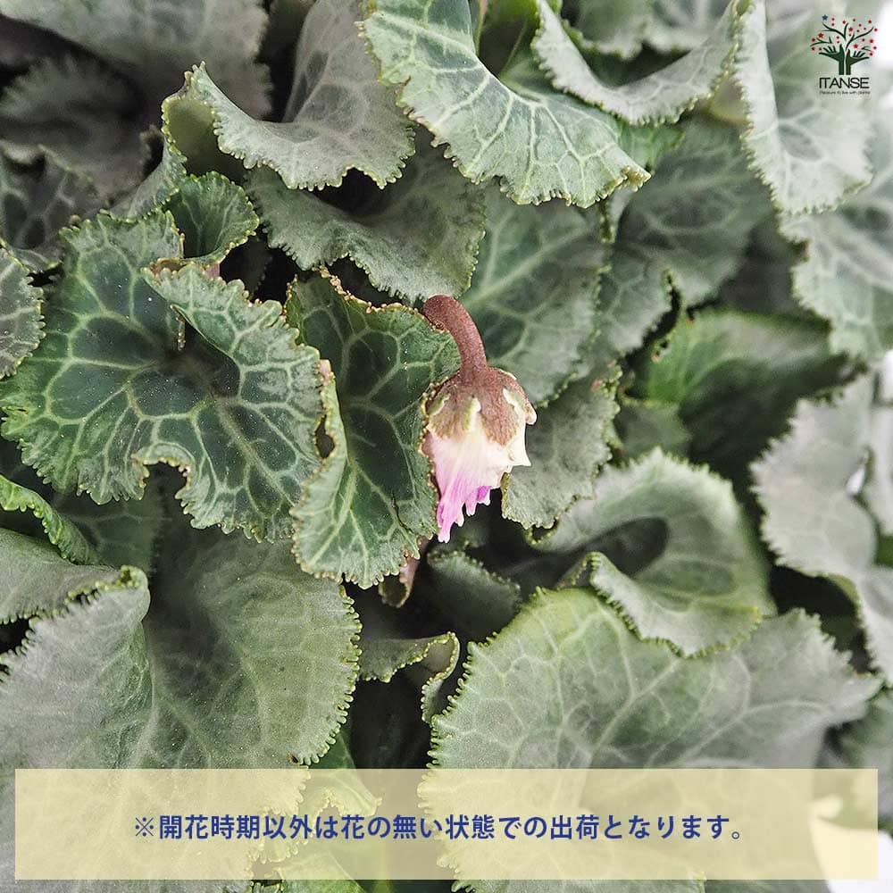 シクラメン 天空 【花苗 5号／1個売り】｜ 【植物のITANSE】全品