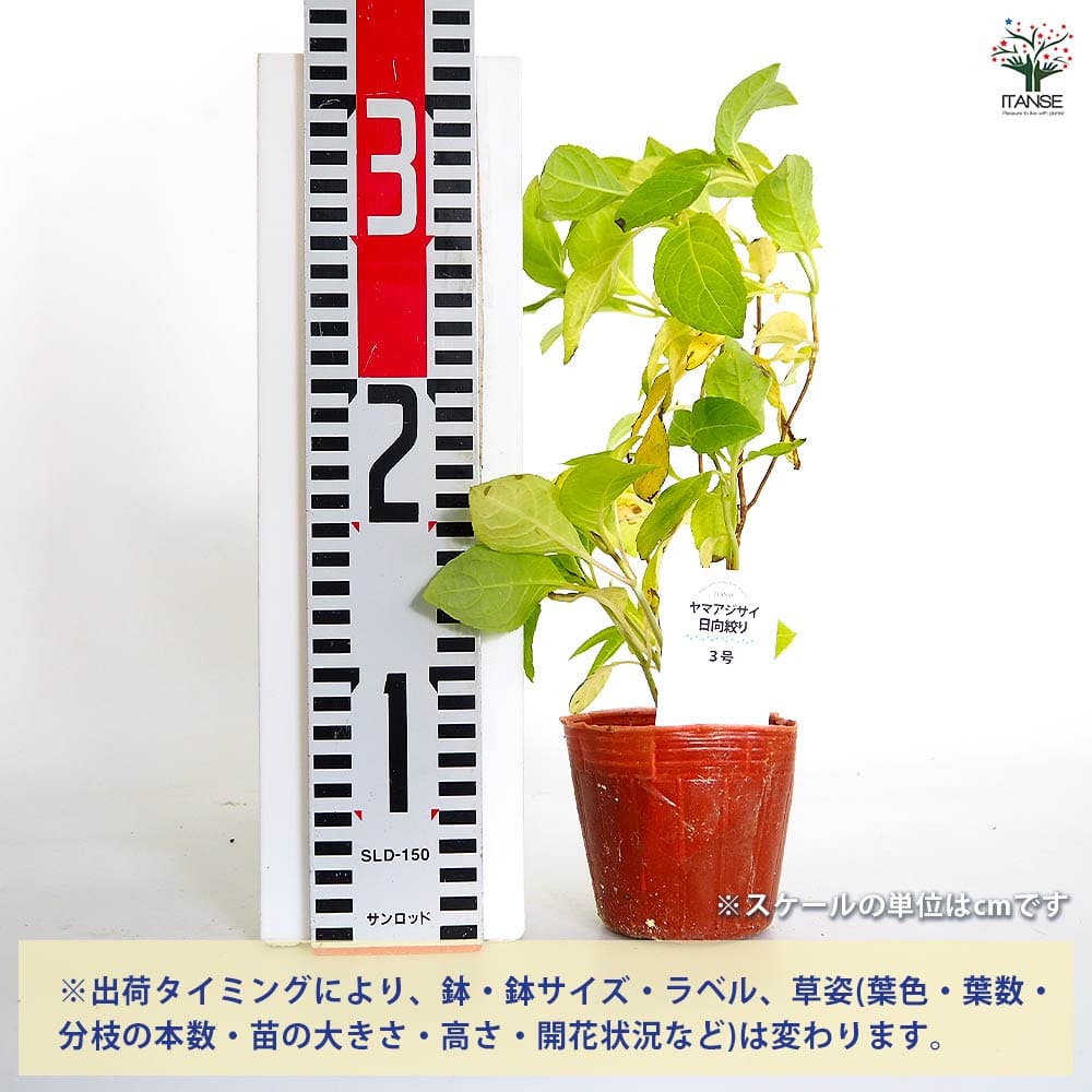 ヤマアジサイ 日向絞り 【花木苗 3号】｜ 【植物のITANSE】全品