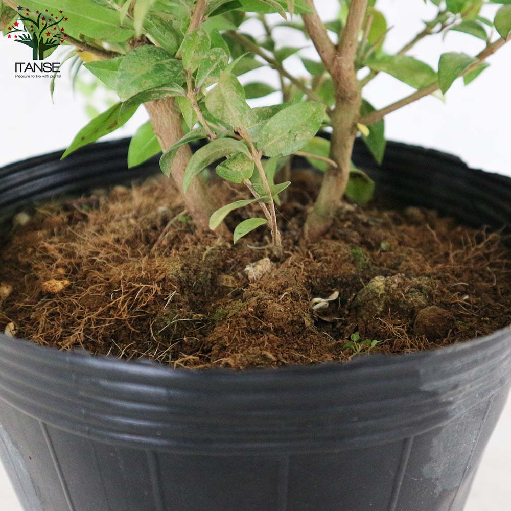 Itanse良品ｾﾚｸﾄ通販