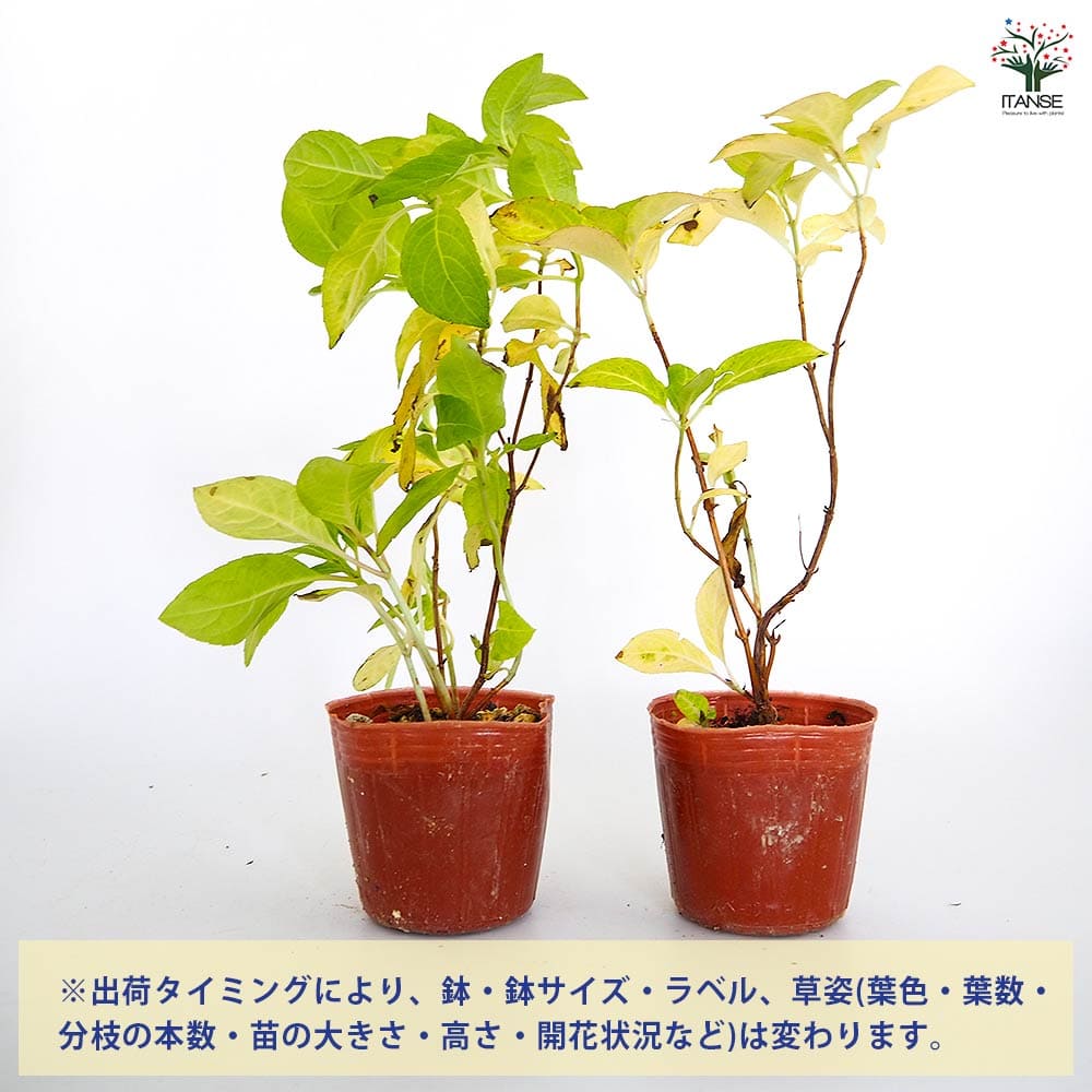 ヤマアジサイ 日向絞り 【花木苗 3号】｜ 【植物のITANSE】全品