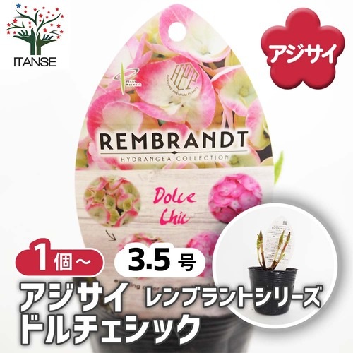 アジサイ レンブラント ドルチェシック 【花木苗 3.5号】｜ 【植物の