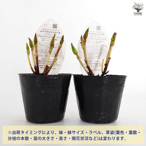 アジサイ レンブラント ドルチェシック 【花木苗 3.5号】｜ 【植物の