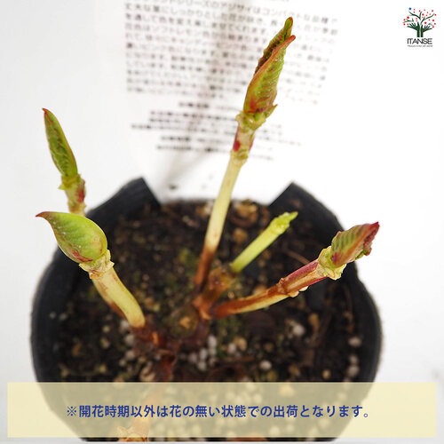アジサイ レンブラント ドルチェシック 【花木苗 3.5号】｜ 【植物の