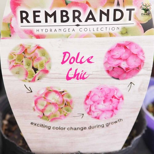 アジサイ レンブラント ドルチェシック 【花木苗 3.5号】｜ 【植物の