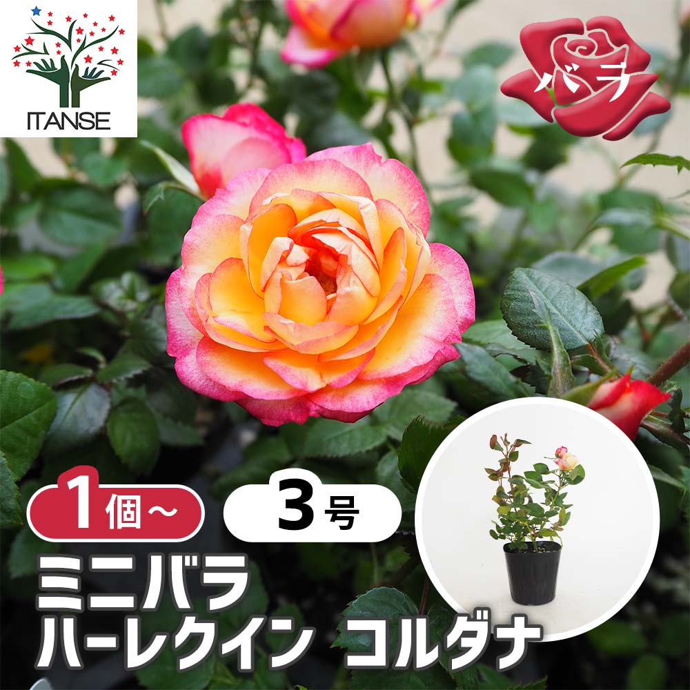 ミニ薔薇 ハーレクイン 【花木苗 3号】｜ 【植物のITANSE】全品