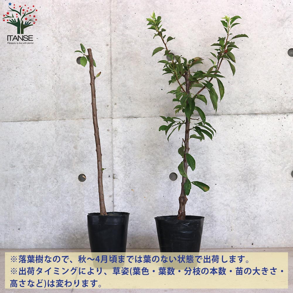 スモモの苗 品種：大石早生【果樹の苗木 4～5号ポット 接木苗／1個売り