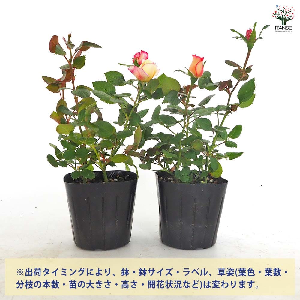 ハーレクイン　1冊300円　バラ売り可能 David Austin Roses - バラ苗, バラ鉢, イングリッシュローズ, つる
