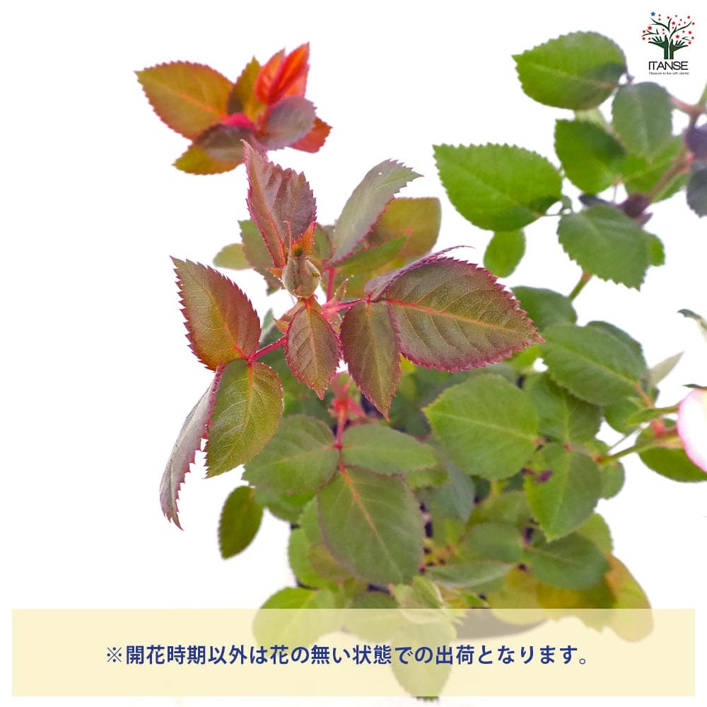ミニ薔薇 ハーレクイン 【花木苗 3号】｜ 【植物のITANSE】全品