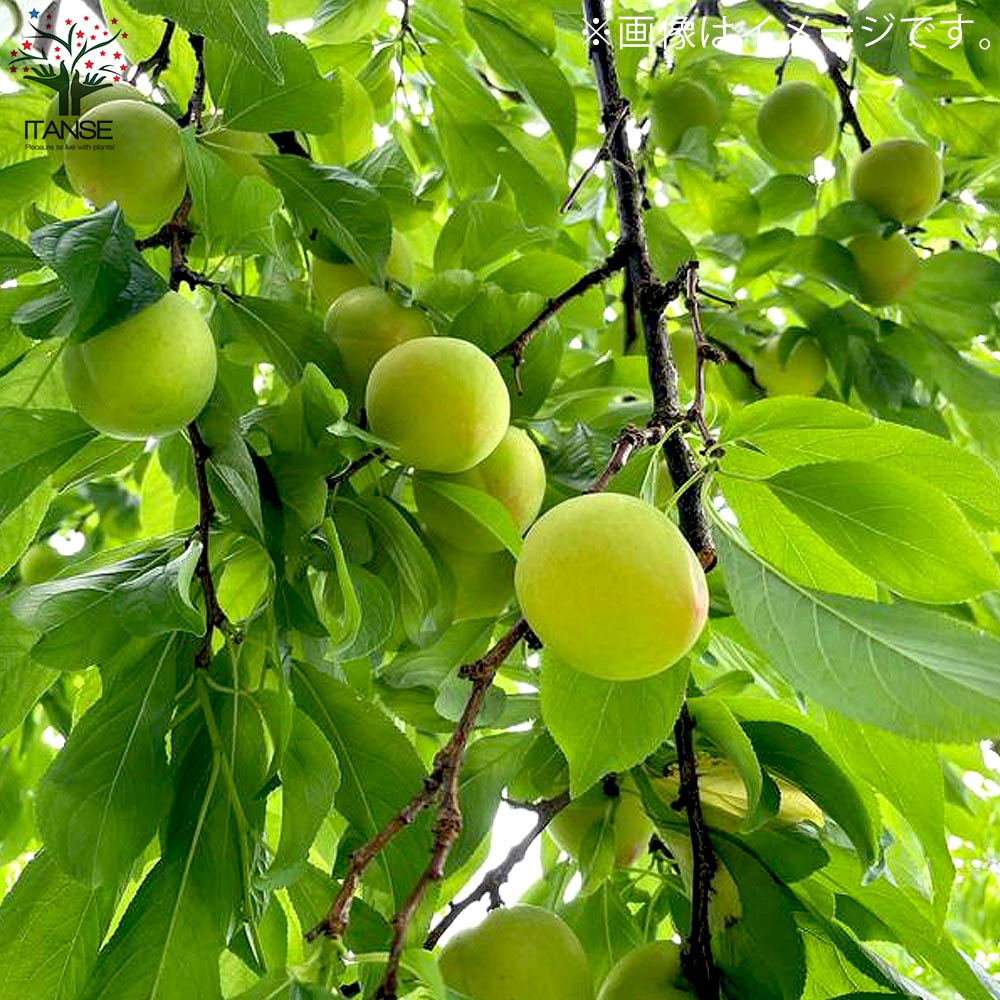 スモモの苗 品種：大石早生【果樹の苗木 4～5号ポット 接木苗／1個売り