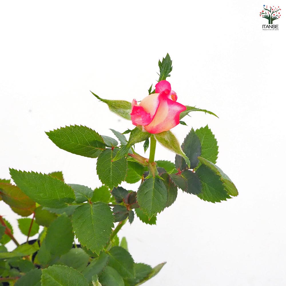 ハーレクイン　1冊300円　バラ売り可能 David Austin Roses - バラ苗, バラ鉢, イングリッシュローズ, つる