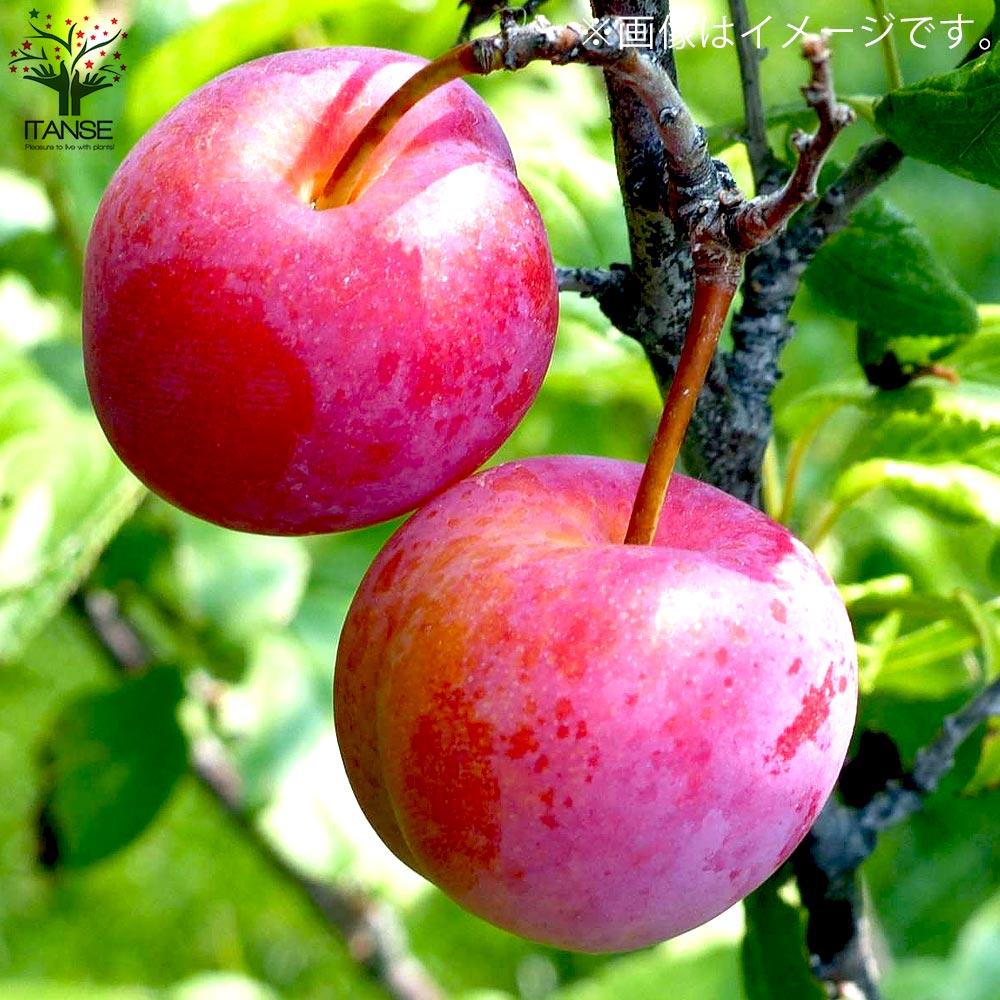 スモモの苗 品種：大石早生【果樹の苗木 4～5号ポット 接木苗／1個売り