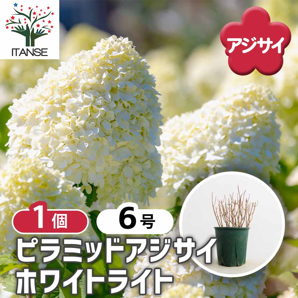 ピラミッドアジサイ ホワイトライト 【花木苗 6号／1個売り】｜ 【植物