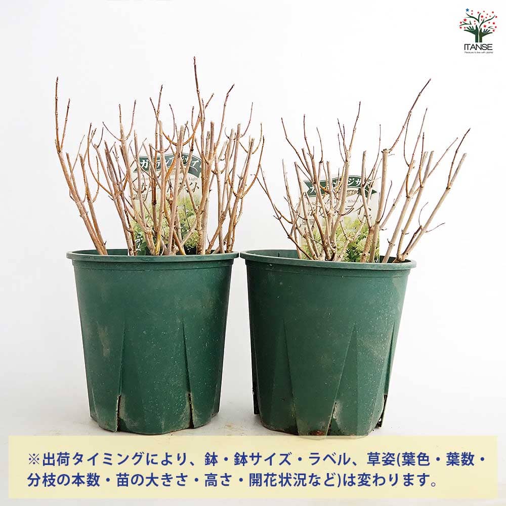 ピラミッドアジサイ ホワイトライト 【花木苗 6号／1個売り】｜ 【植物