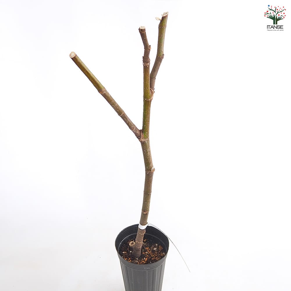 イチジク ディアーナ 【果樹の苗木 4号／1個売り】｜ 【植物の
