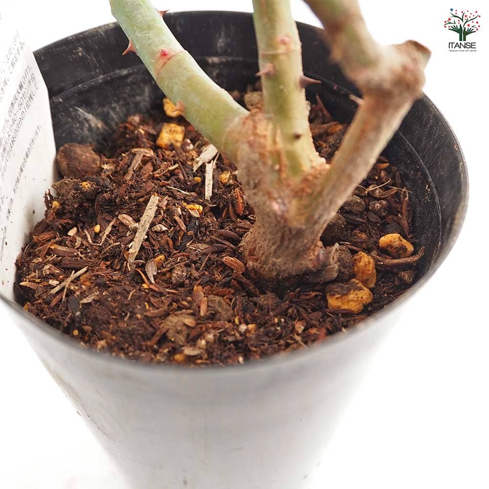 薔薇 バロン ジロー ドゥ ラン 接木苗【花苗 4号／1個売り】｜ 【植物