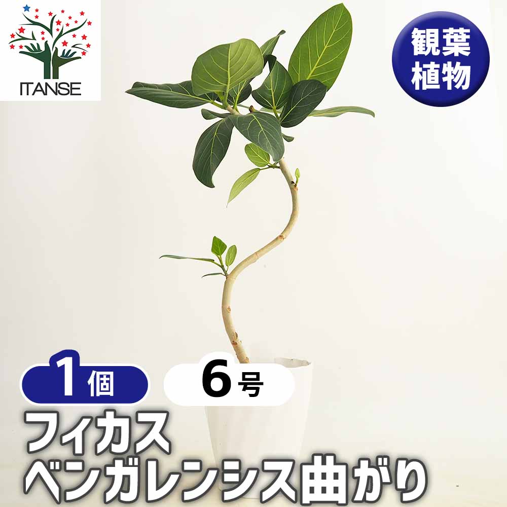 フィカス ベンガレンシス曲がり 【観葉植物 6号／1個売り】｜ 【植物の