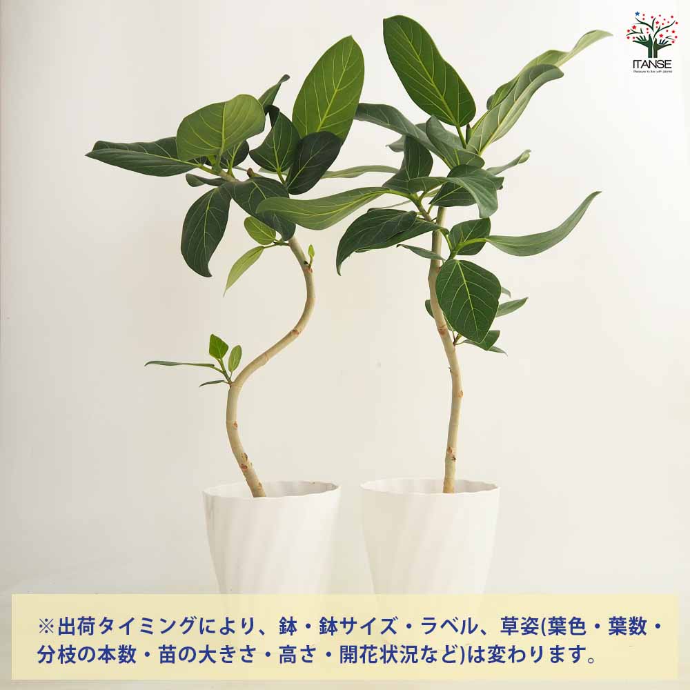 観葉植物 フィカス ベンガレンシス 160cm フィカス ベンガレンシス | 観葉植物の通販ならHitoHana